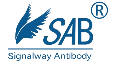 Signalway Antibody.jpg