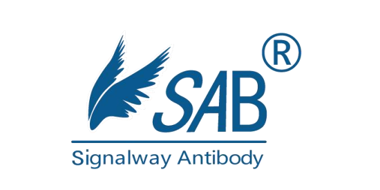 Signalway Antibody社　　　　　　　　　　　　　　　　　　　　　　　　　　 　　　　　　　　　　　　　　　　アメリカ