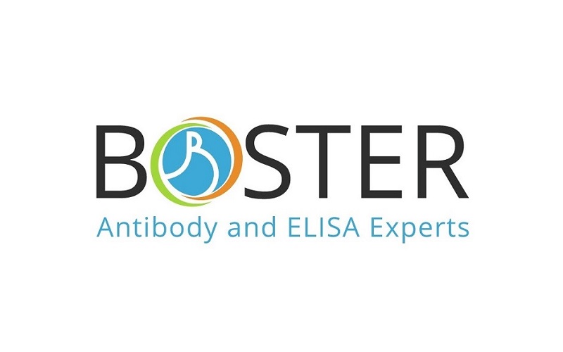 Boster Biological社　　　　　　　　　　　　　　　　　　　　　　　　　　　　　　　　　　　　　　　　 　  　　 アメリカ